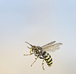 Median Wasp - in flight - large aggressive wasp getting common in UK Median Wasp - in flight - large aggressive wasp getting common in UK