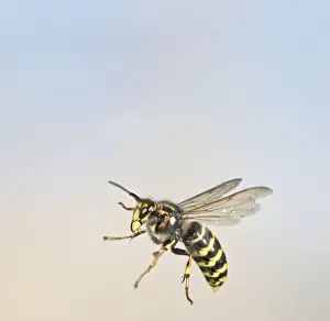 Wasps Prints: Median Wasp - in flight - large aggressive wasp getting common in UK - Bedfordshire UK 007690
