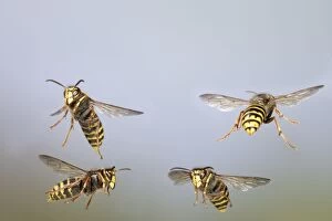 Images Dated 13th August 2009: Median Wasp - group in flight