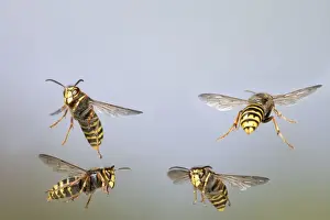 Wasps Prints: Median Wasp - group in flight - Bedfordshire UK 007945