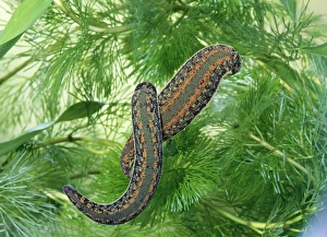 Images Dated 1st November 2005: Medicinal Leech