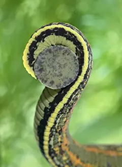 Medicinal Leech
