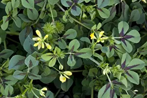 Legume Prints: A medick (Medicago intertexta) showing flowers and fruit, from south Europe