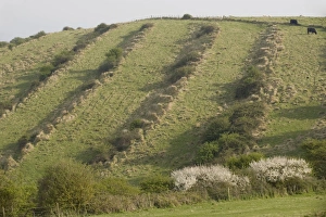 Images Dated 4th May 2006: Medieval lynchets on limestone downland