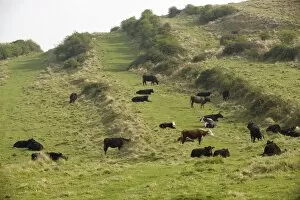 Images Dated 4th May 2006: Medieval lynchets on limestone downland