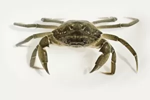 Images Dated 29th April 2006: Mediterranean Crab
