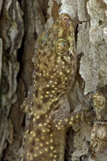 Images Dated 12th April 2007: Mediterranean Gecko - Louisiana - USA - Native to the Mediterranean regions of Europe