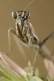 Nymph Prints: Mediterranean Ground Mantis - nymph