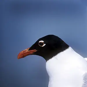 Mediterranean Gull