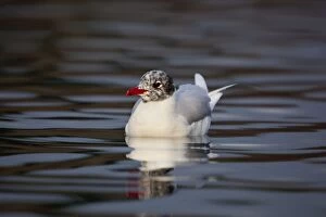 Mediterranean Gull - adult in winter plumage - sitting on the water
