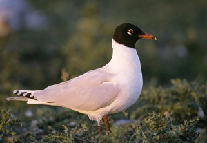 Images Dated 11th December 2006: Mediterranean Gull - On ground