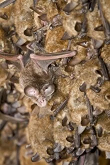 Images Dated 9th August 2013: Mediterranean Horseshoe Bat - young bat colony