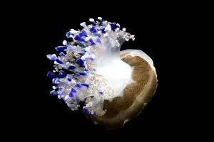Mediterranean Jellyfish - Commonly found in the Mediterranean sea - Photographed at Monterey Bay Aquarium - Monterey - California - USA