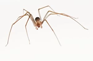 Mediterranean Recluse Spider male on white background