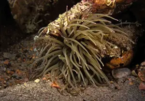 Mediterranean Snakelocks Anemone