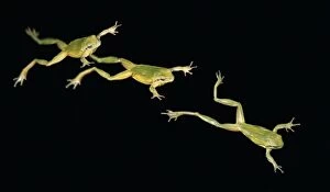 Sequence Gallery: Mediterranean Tree Frog jump movement decomposed