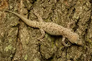 Insectivorous Prints: Mediterrranean Gecko - showing regenerated tail - Introduced to New Orleans in the 1940's on ships in the port
