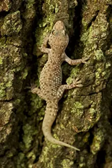 Mediterrranean Gecko - showing regenerated tail - Introduced to New Orleans in the 1940's on ships in the port - Native to Old World - lives around human habitation - Louisiana