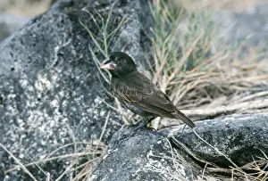 Medium Ground Finch - male, endemic. Hood Island, Galapagos
