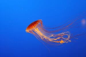 Images Dated 25th September 2007: meduse striee du Pacifique