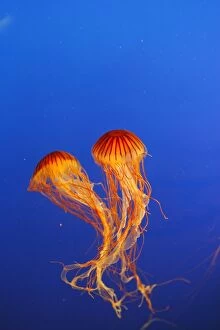 Images Dated 25th September 2007: meduse striee du Pacifique