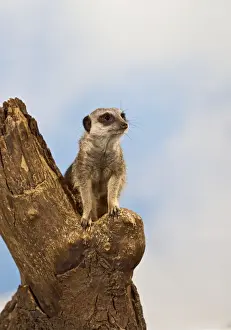 Stumps Prints: Meercat - adult on look out stump - controlled conditions 13149