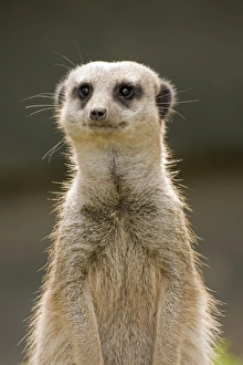 Meerkats Collection: Meerkat