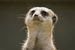 Meerkat
