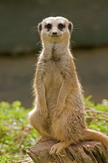 Meerkats Collection: Meerkat