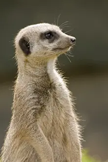Meerkat