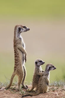 Meerkat family - adult with two young on lookout