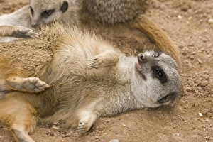 Meerkats Collection: Meerkat - lying down on back with claws outstretched