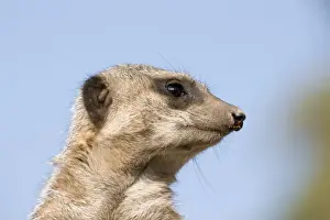 Meerkat / Suricate