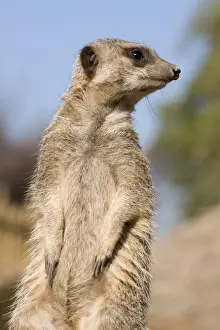 Meerkat / Suricate