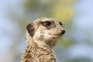 Meerkat / Suricate
