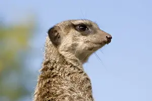 Meerkat / Suricate