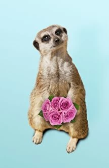 Meerkat / Suricate - holding a bunch of roses