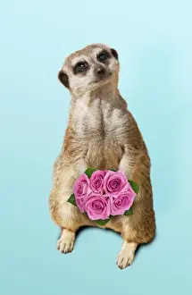 Suricates Prints: Meerkat / Suricate - holding a bunch of roses Digital Manipulation: flowers (Su) - background
