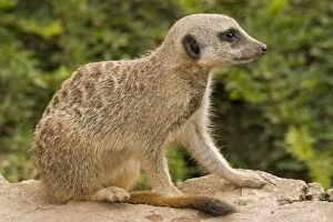 Images Dated 22nd August 2010: Meerkat / Suricate - juvenile sitting down