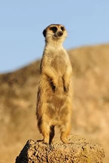 Meerkat / Suricate - standing on hind legs