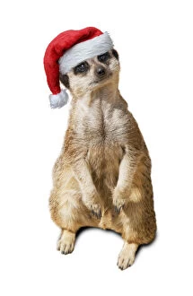 Meerkat / Suricate, wearing Christmas hat