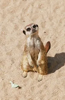 Suricates Prints: Meerkat / Suricate - Wildlife Park Combe Martin Devon UK