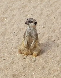 Meerkat / Suricate - Wildlife Park Combe Martin Devon UK