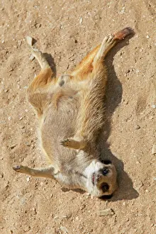 Suricates Prints: Meerkat / Suricate - Wildlife Park Combe Martin Devon UK