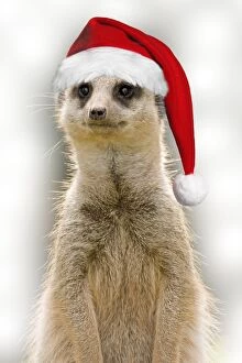 Meerkat - wearing Christmas hat