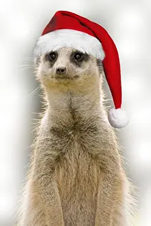 Suricates Prints: Meerkat - wearing Christmas hat Digital Manipulation: Hat (Su) and B/G