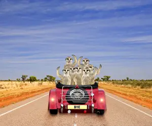 Celebration Prints: Meerkats - in car waving Digital Manipulation: Car JD - Meerkats TD