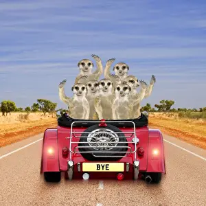 Transport Prints: Meerkats - in car waving Digital Manipulation: Car JD - Meerkats TD