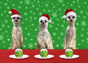 Meerkats at Christmas, with Christmas hats