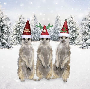 Meerkats with Christmas hats in winter snow scene